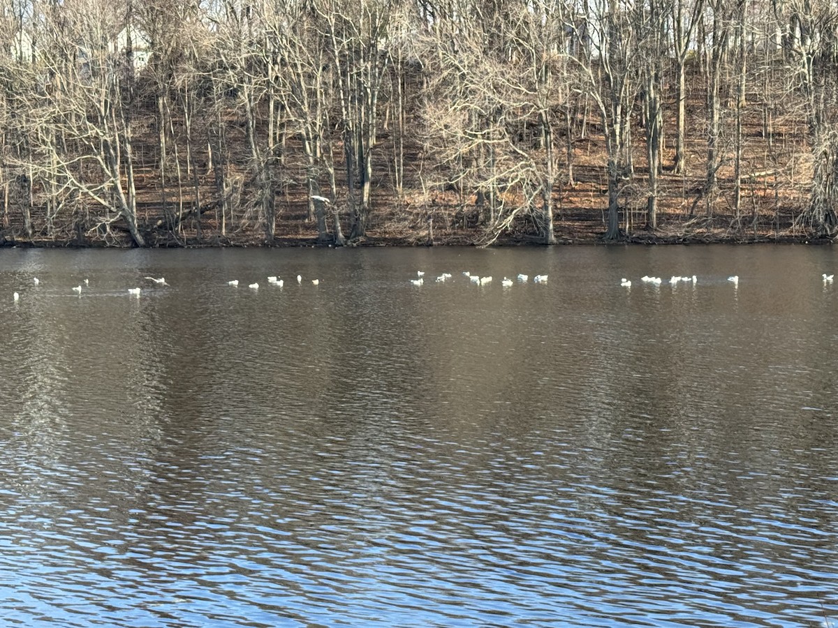 American Herring Gull - ML646465033