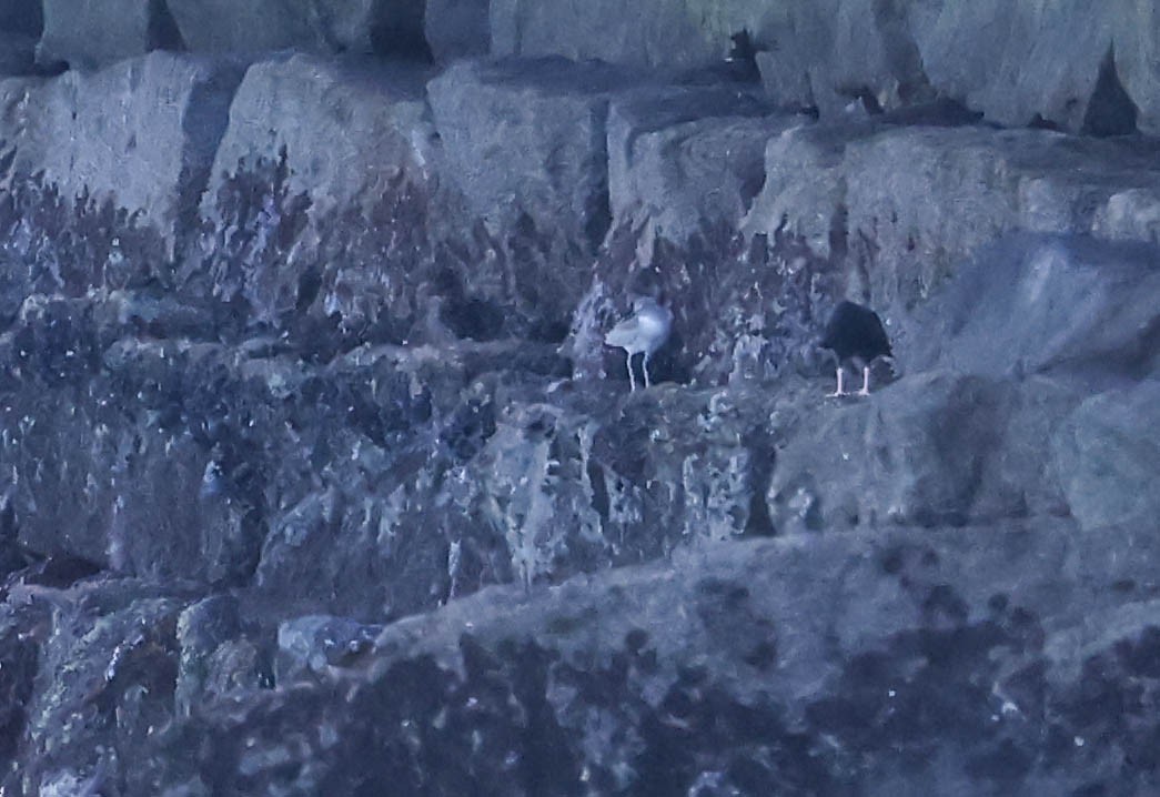 vodouš břehoušovitý - ML646465034