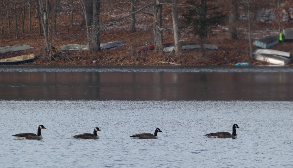 berneška velká - ML646465035