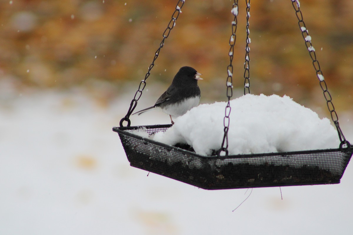 Dark-eyed Junco (Slate-colored) - ML646465036