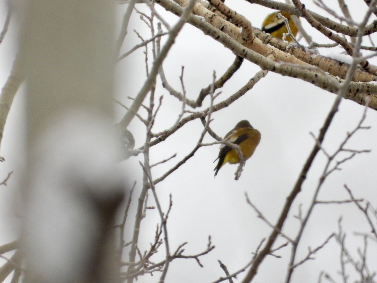 Evening Grosbeak - ML646465037