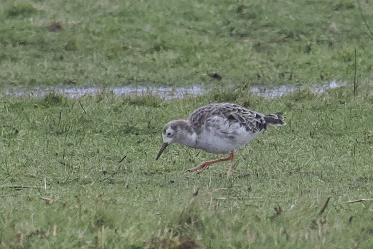 Ноцоо элсэг - ML646465038