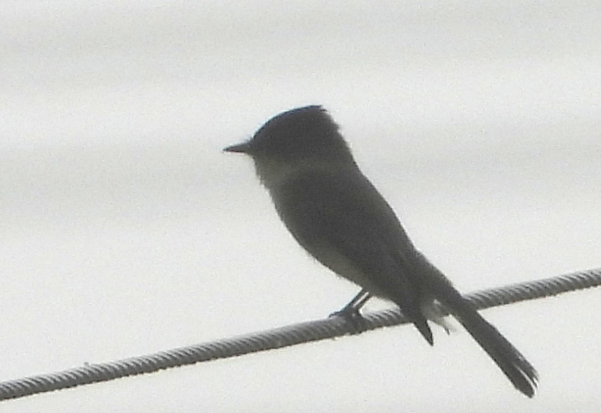Eastern Phoebe - ML646465039