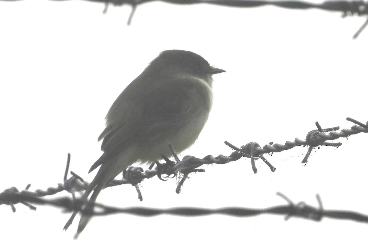 Eastern Phoebe - ML646465040