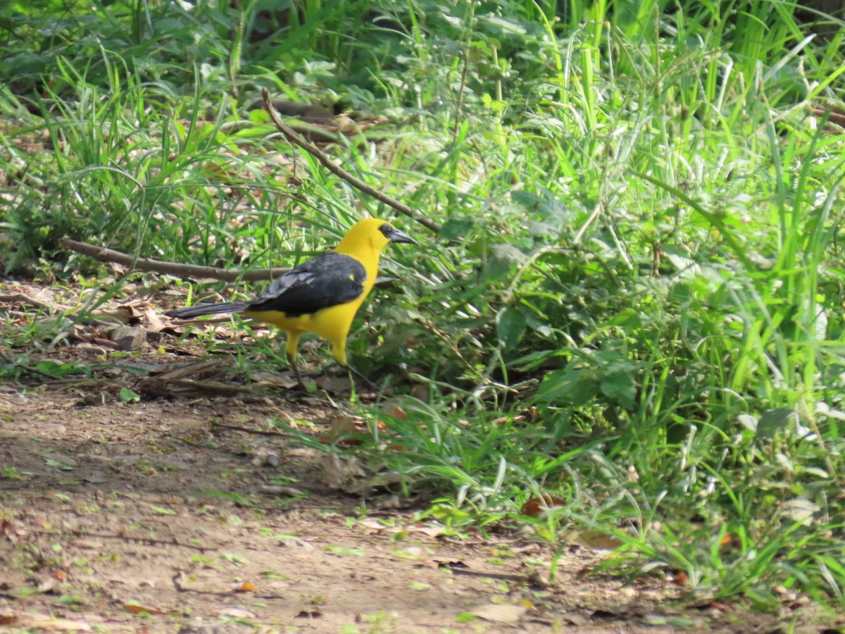 Oriole Blackbird - ML646465042
