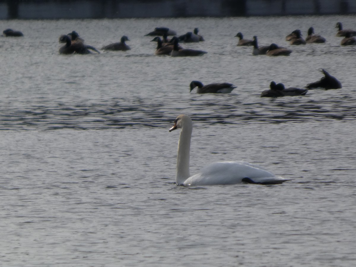 labuť velká - ML646465044