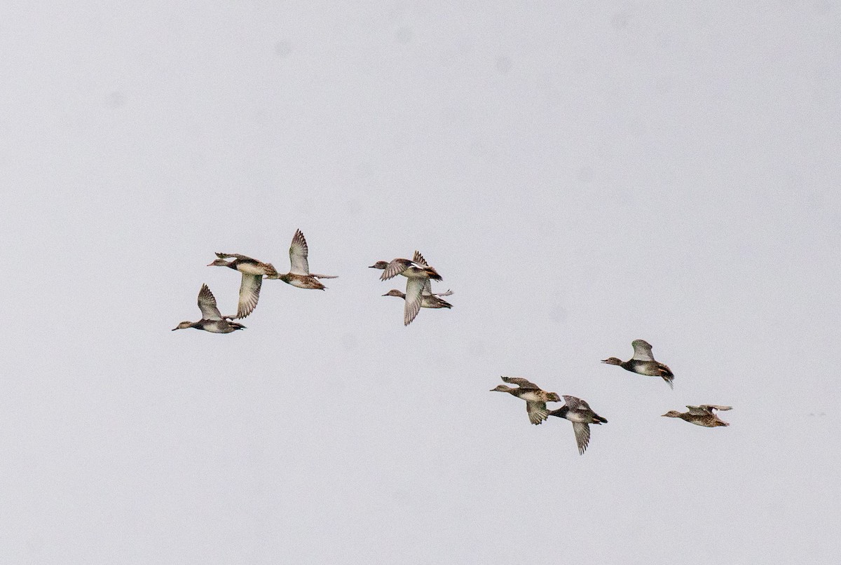 kopřivka obecná - ML646465045