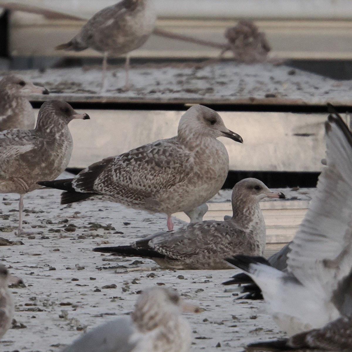 Larus sp. - ML646465047