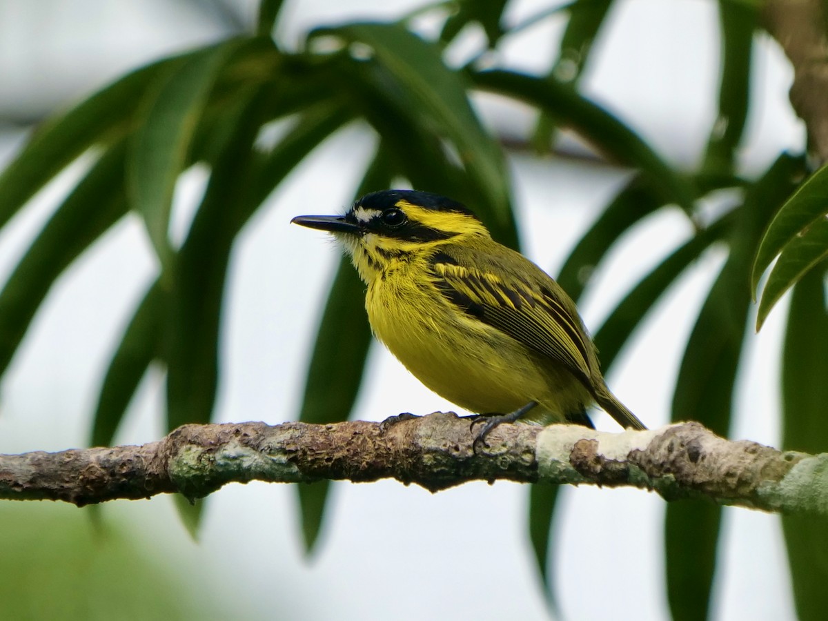 gulbryntodityrann - ML646465048