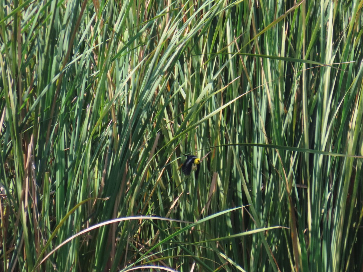 Yellow-hooded Blackbird - ML646465049