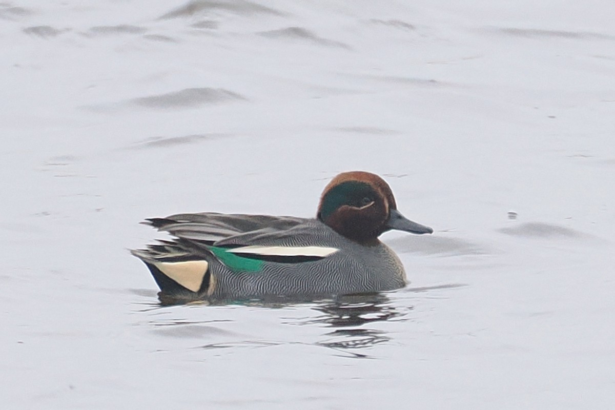 Ногоохон нугас - ML646465050