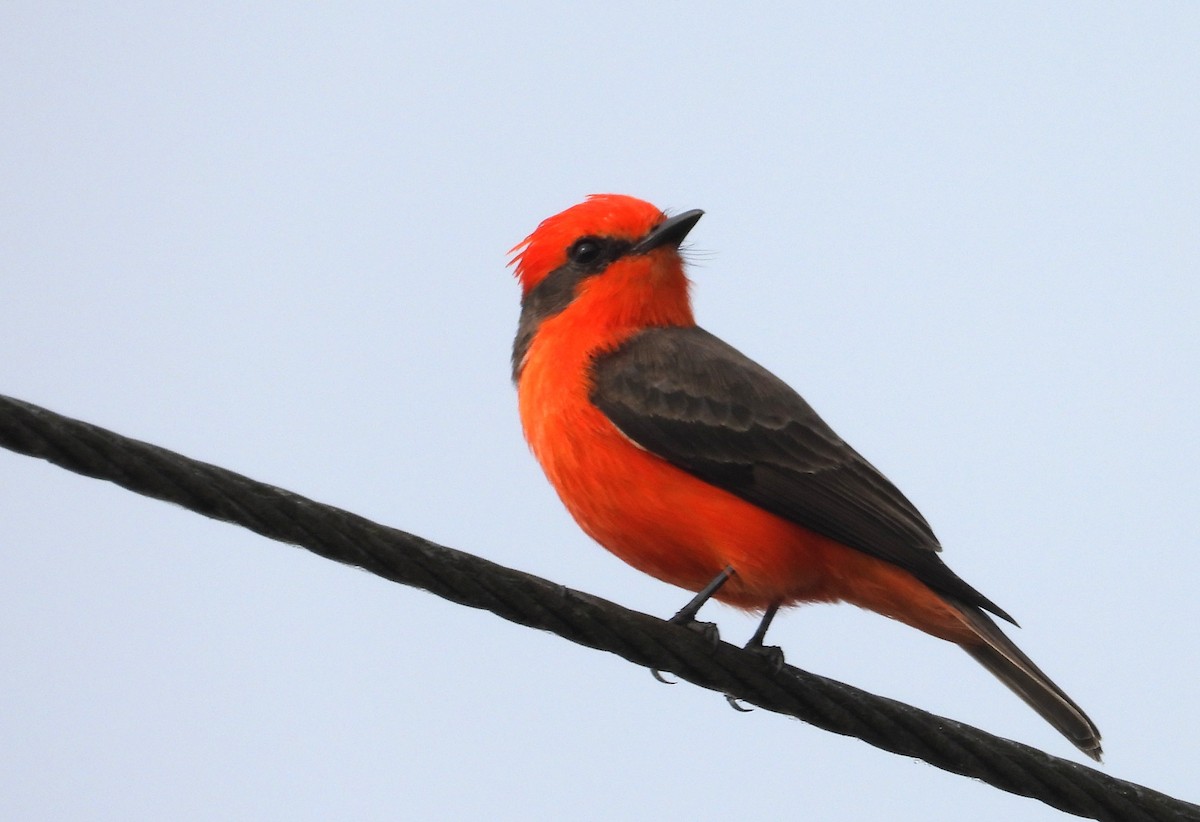 Vermilion Flycatcher - ML646465051