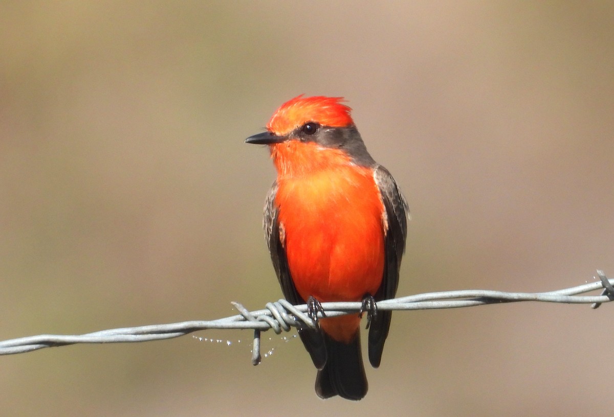 Vermilion Flycatcher - ML646465052