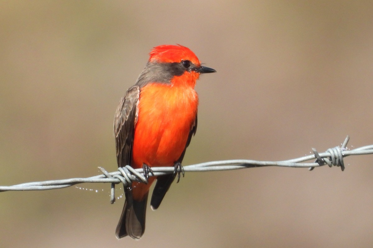 Vermilion Flycatcher - ML646465053