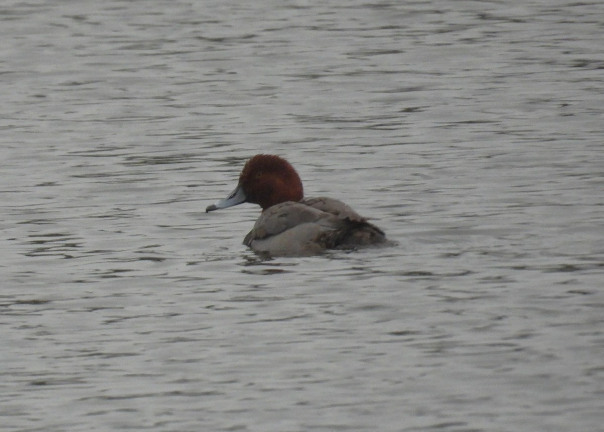 Redhead - ML646465055