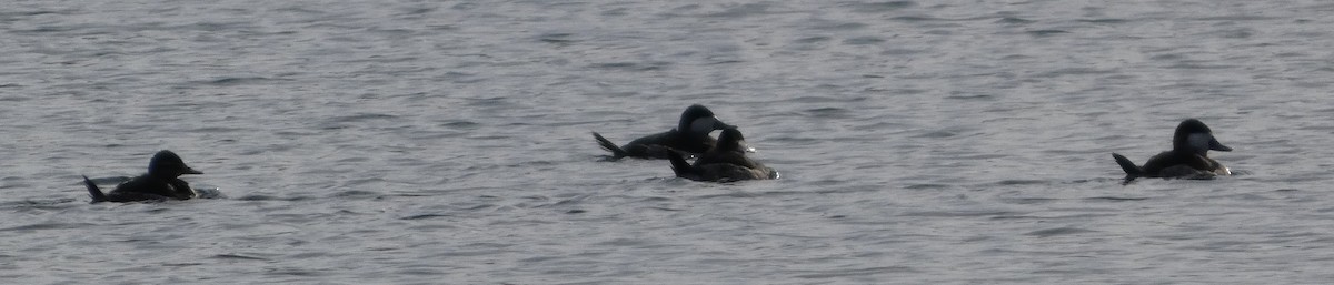 kachnice kaštanová - ML646465058