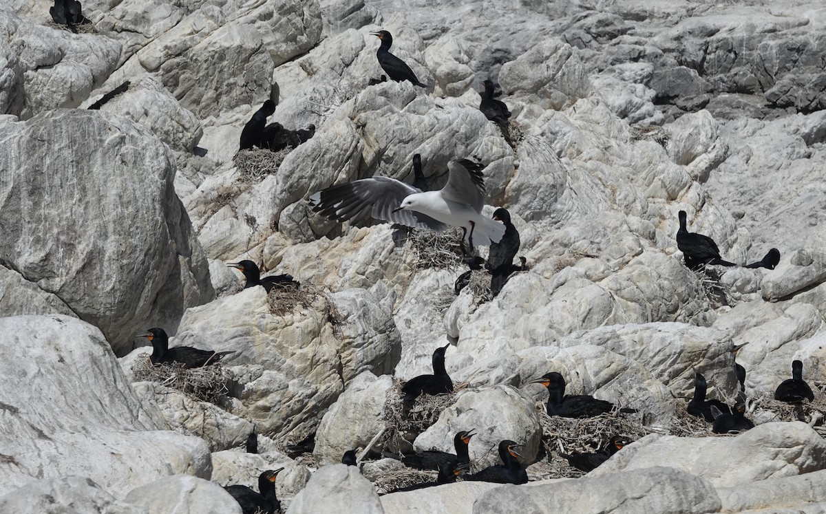 Капская чайка - ML646465059