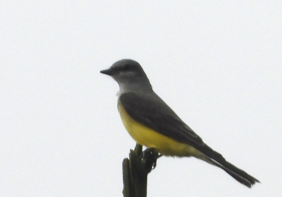 Western Kingbird - ML646465062