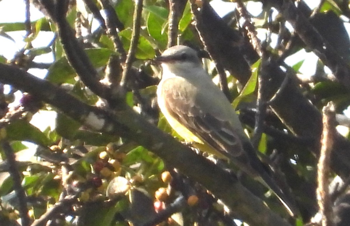 Western Kingbird - ML646465063