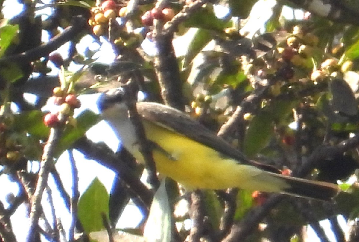 Western Kingbird - ML646465064