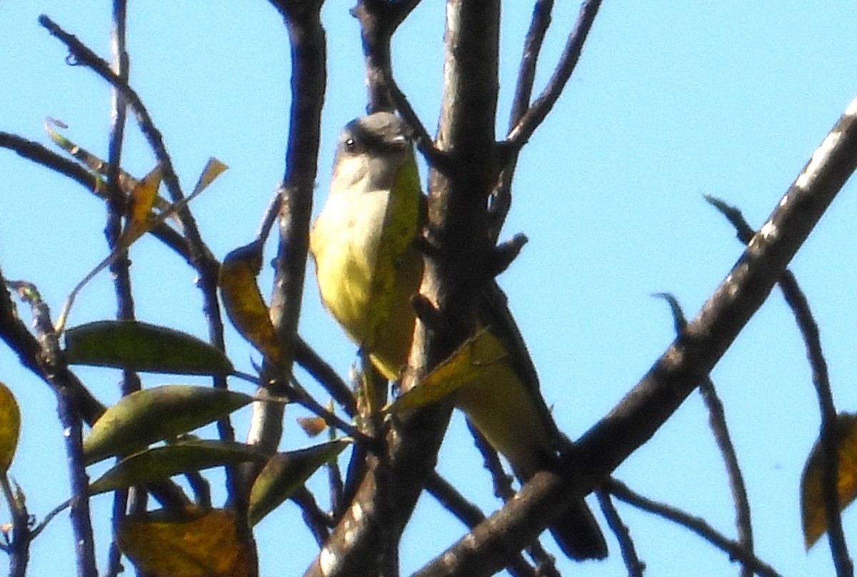 Western Kingbird - ML646465065