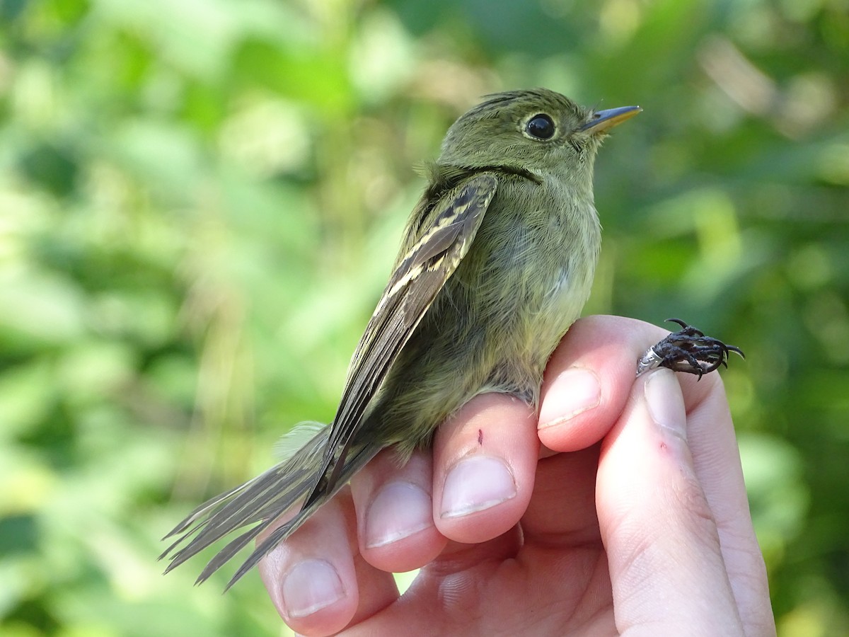 tyranovec žlutobřichý - ML646465066