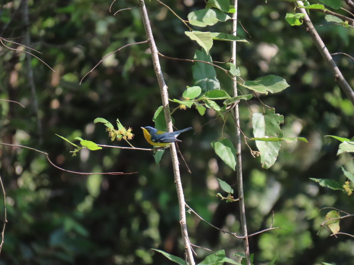 Tropical Parula - ML646465068