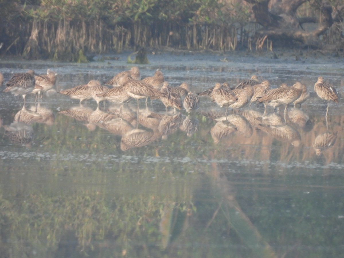 Eurasian Curlew - ML646465069