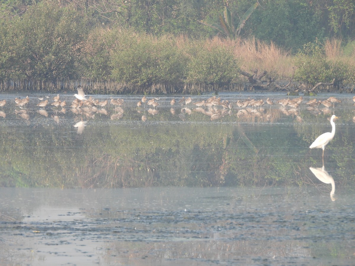 Eurasian Curlew - ML646465070