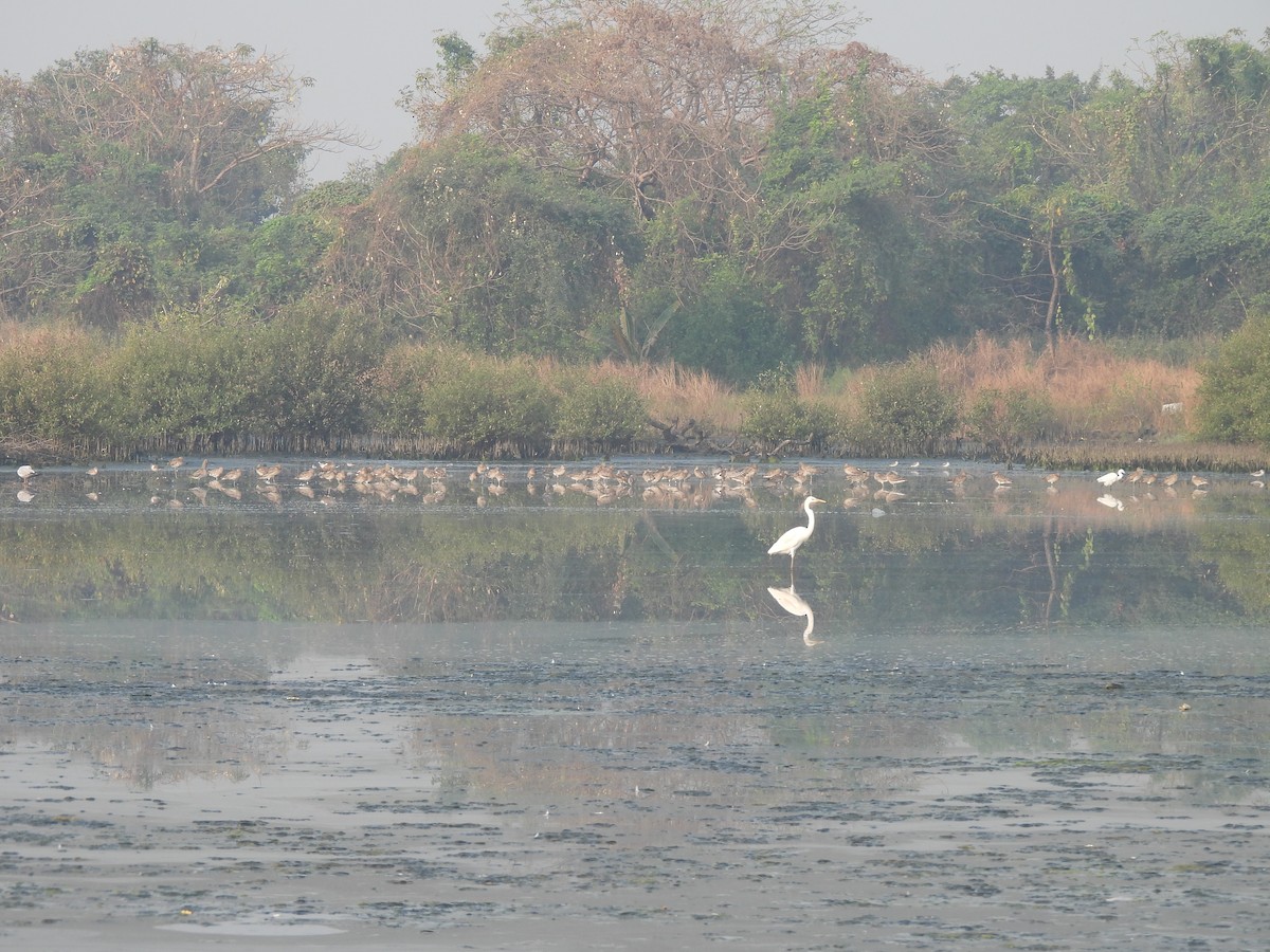 Eurasian Curlew - ML646465071