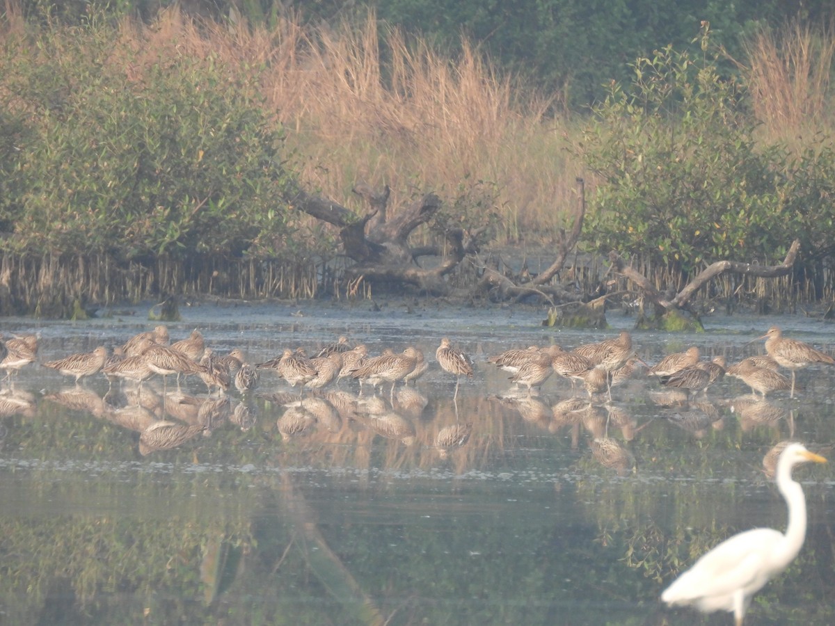 Eurasian Curlew - ML646465072