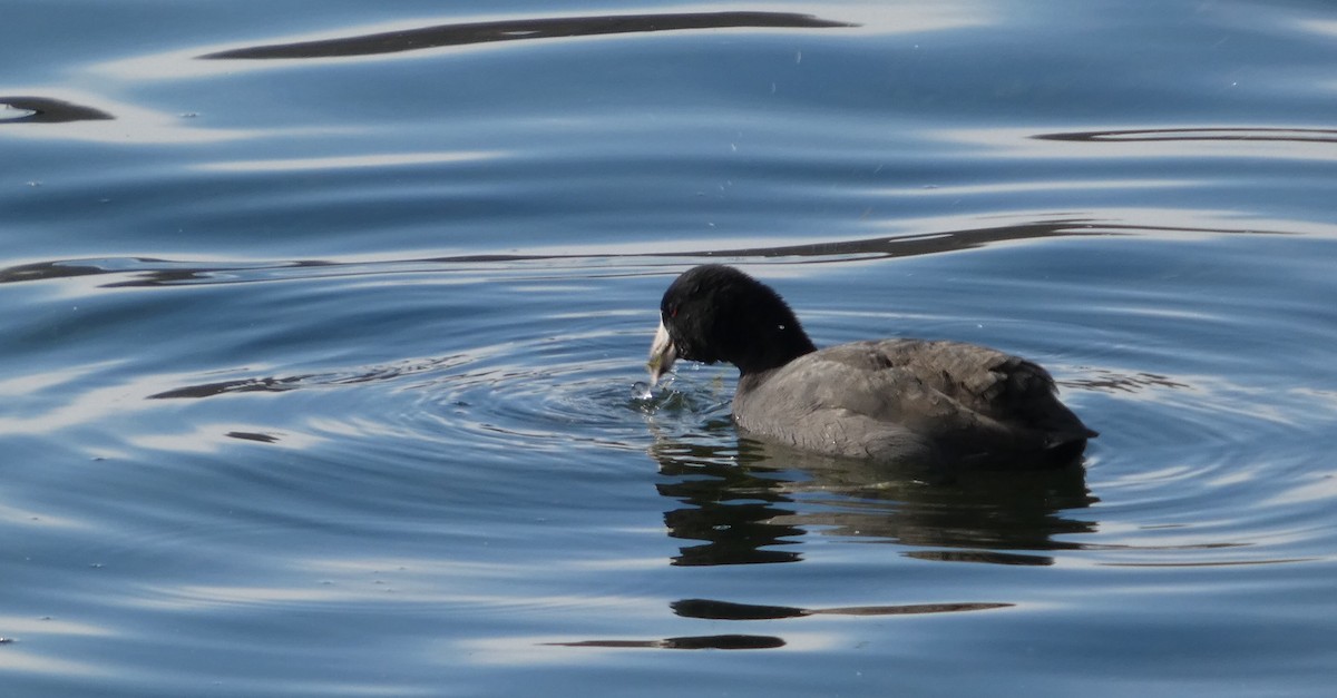 lyska americká - ML646465073