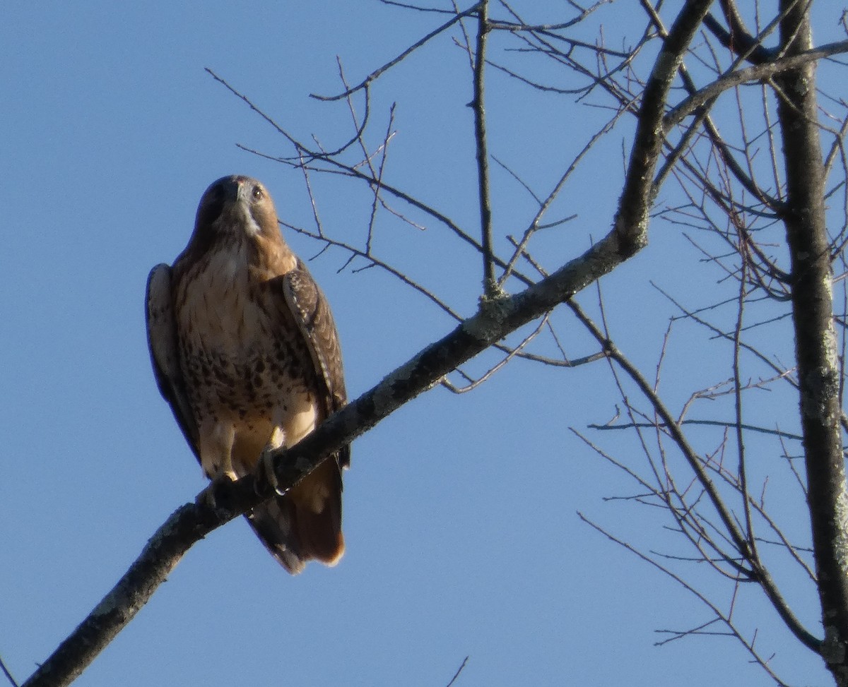 káně rudochvostá - ML646465075