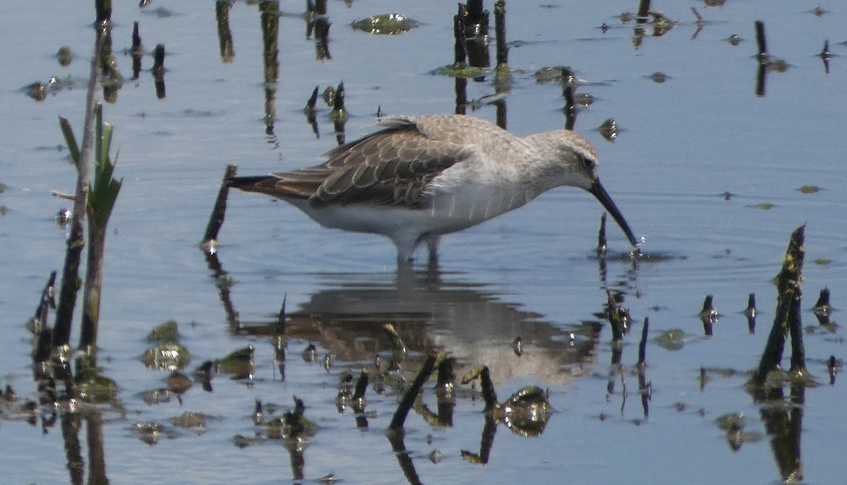 Bécasseau cocorli - ML646465077