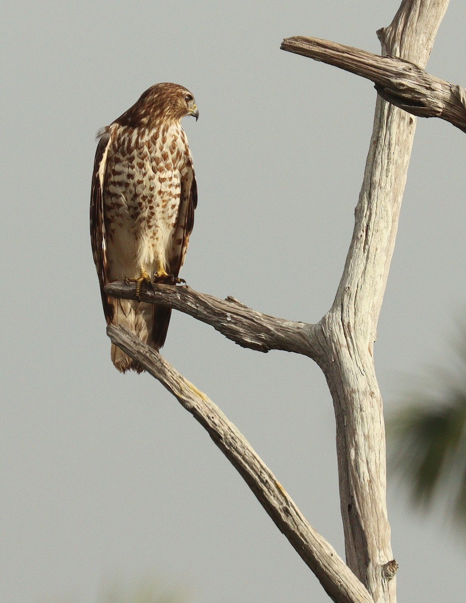 Red-shouldered Hawk - ML646465080