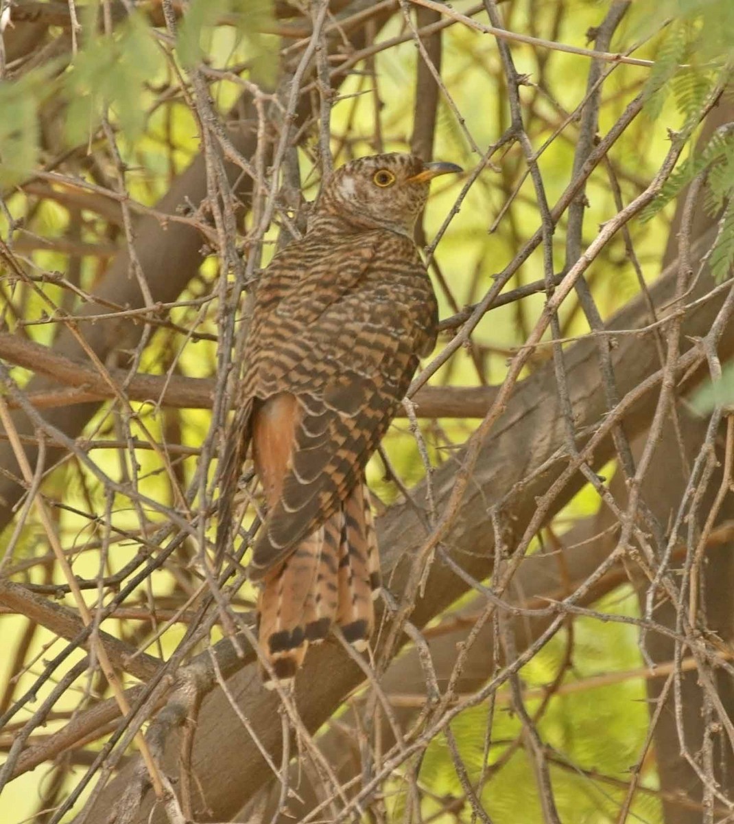 Эгэл хөхөө - ML646465082