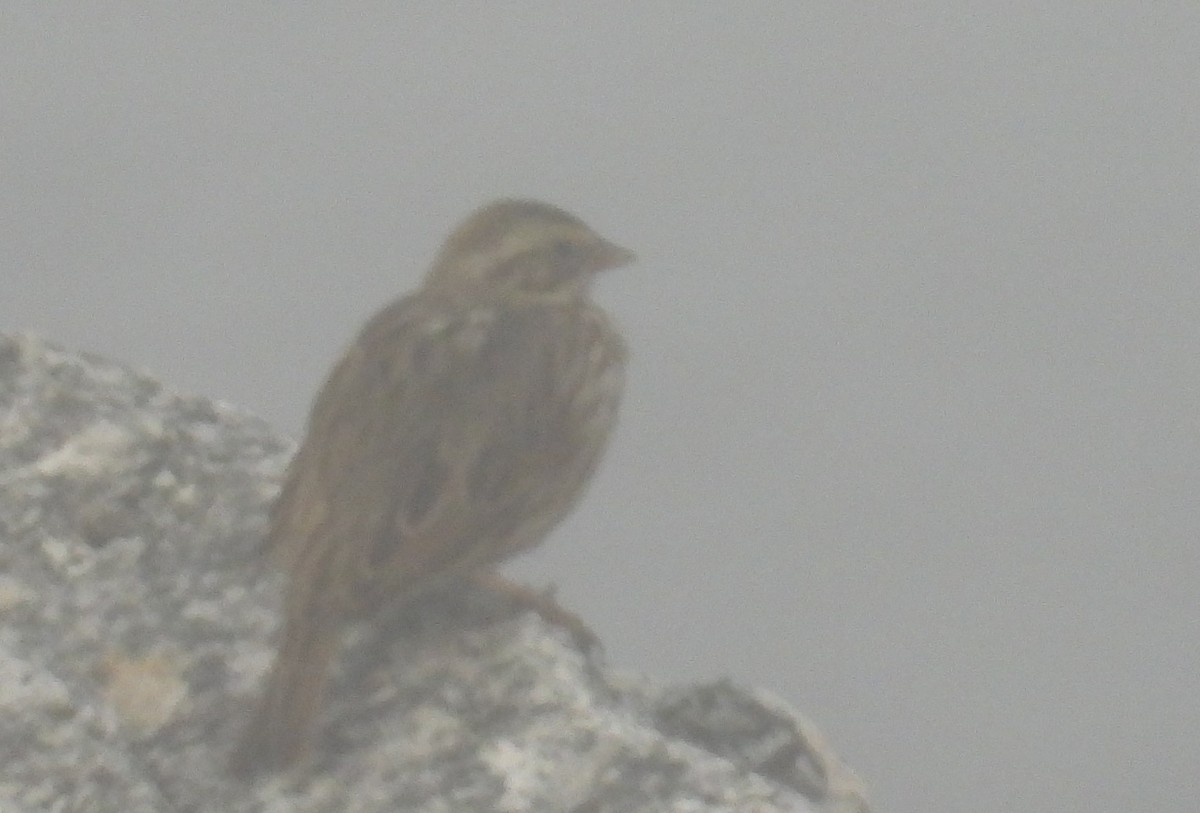 Savannah Sparrow - ML646465083