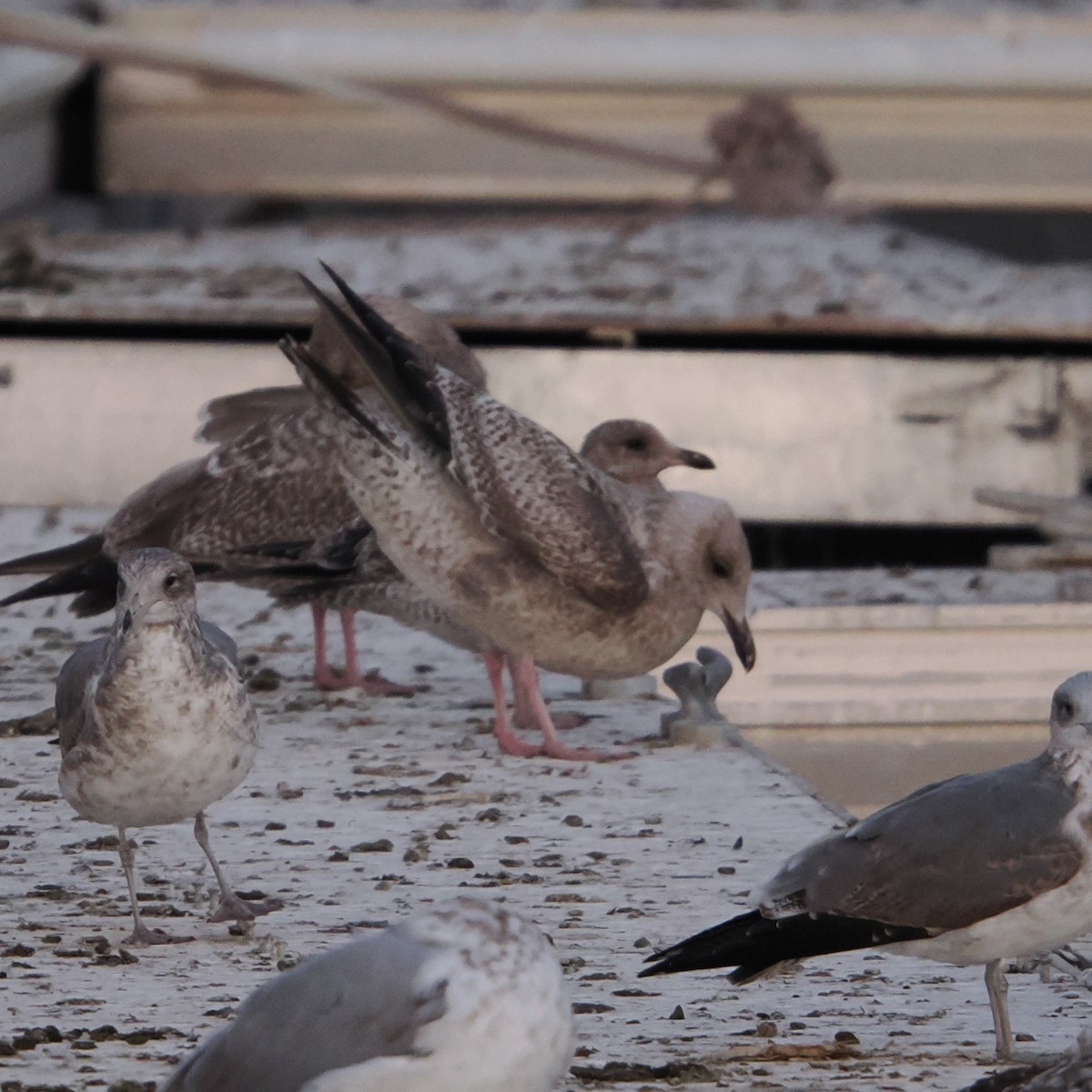 Larus sp. - ML646465084