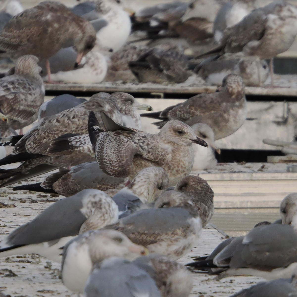 Larus sp. - ML646465085