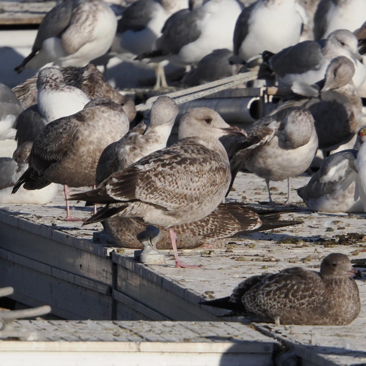 Larus sp. - ML646465086