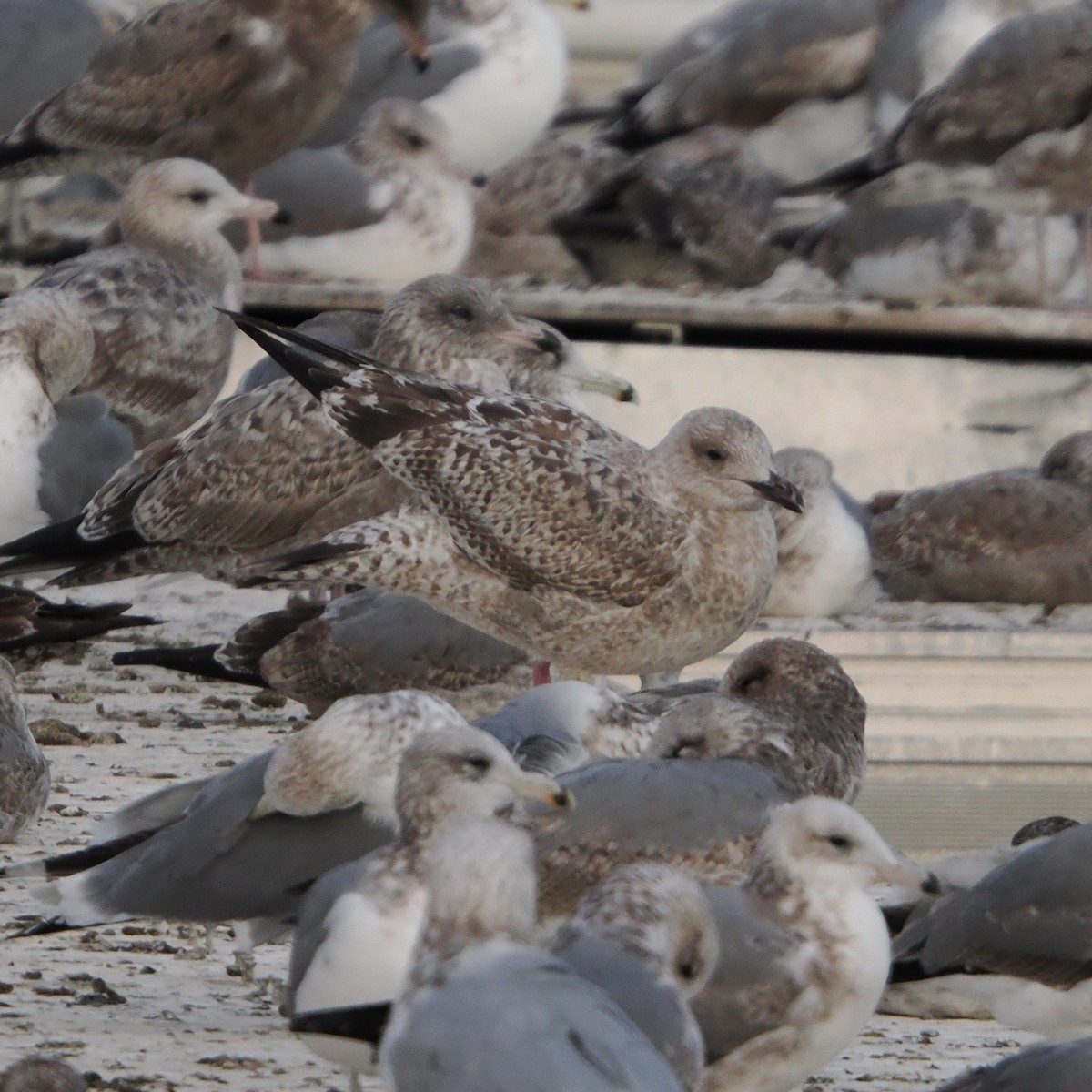Larus sp. - ML646465087