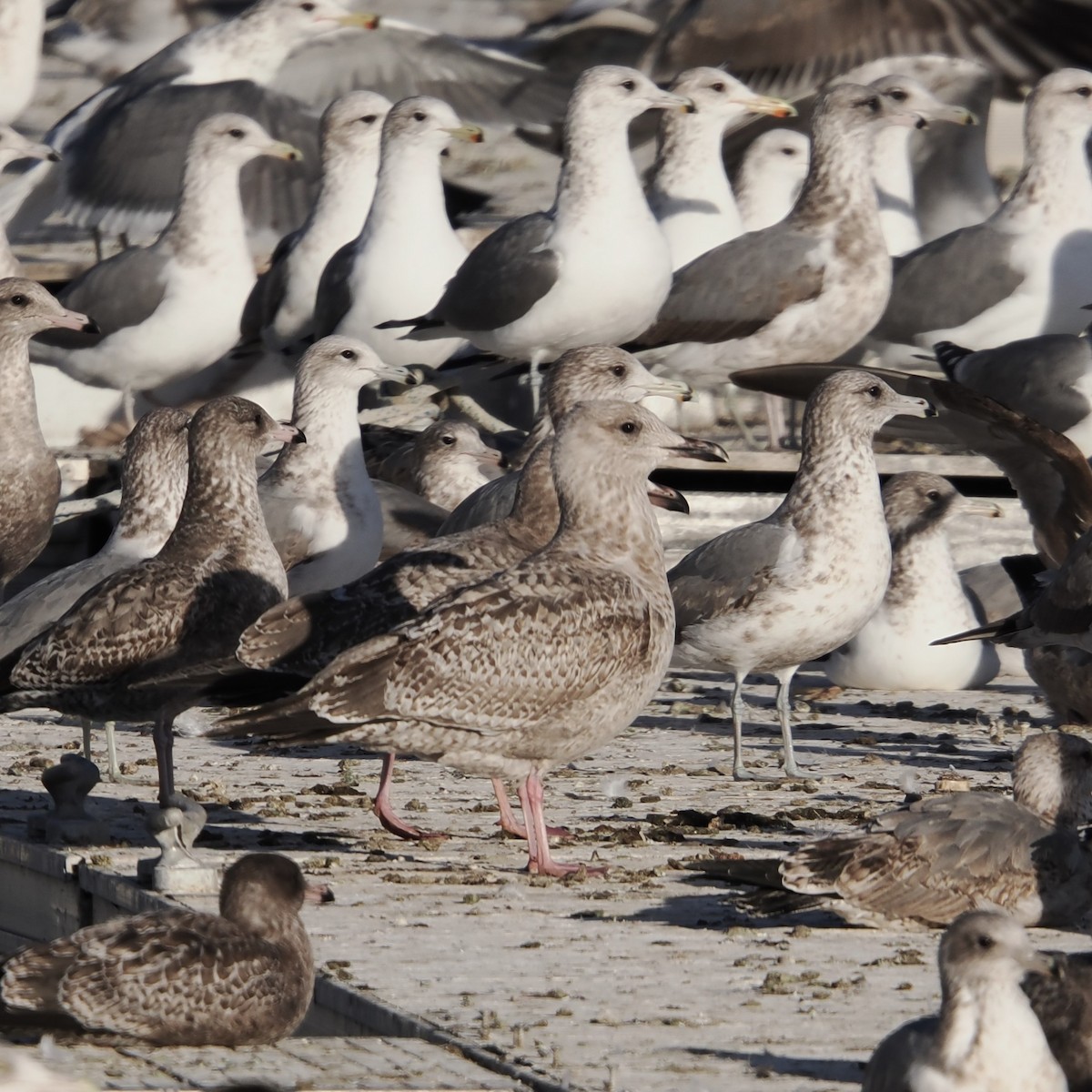 Larus sp. - ML646465088