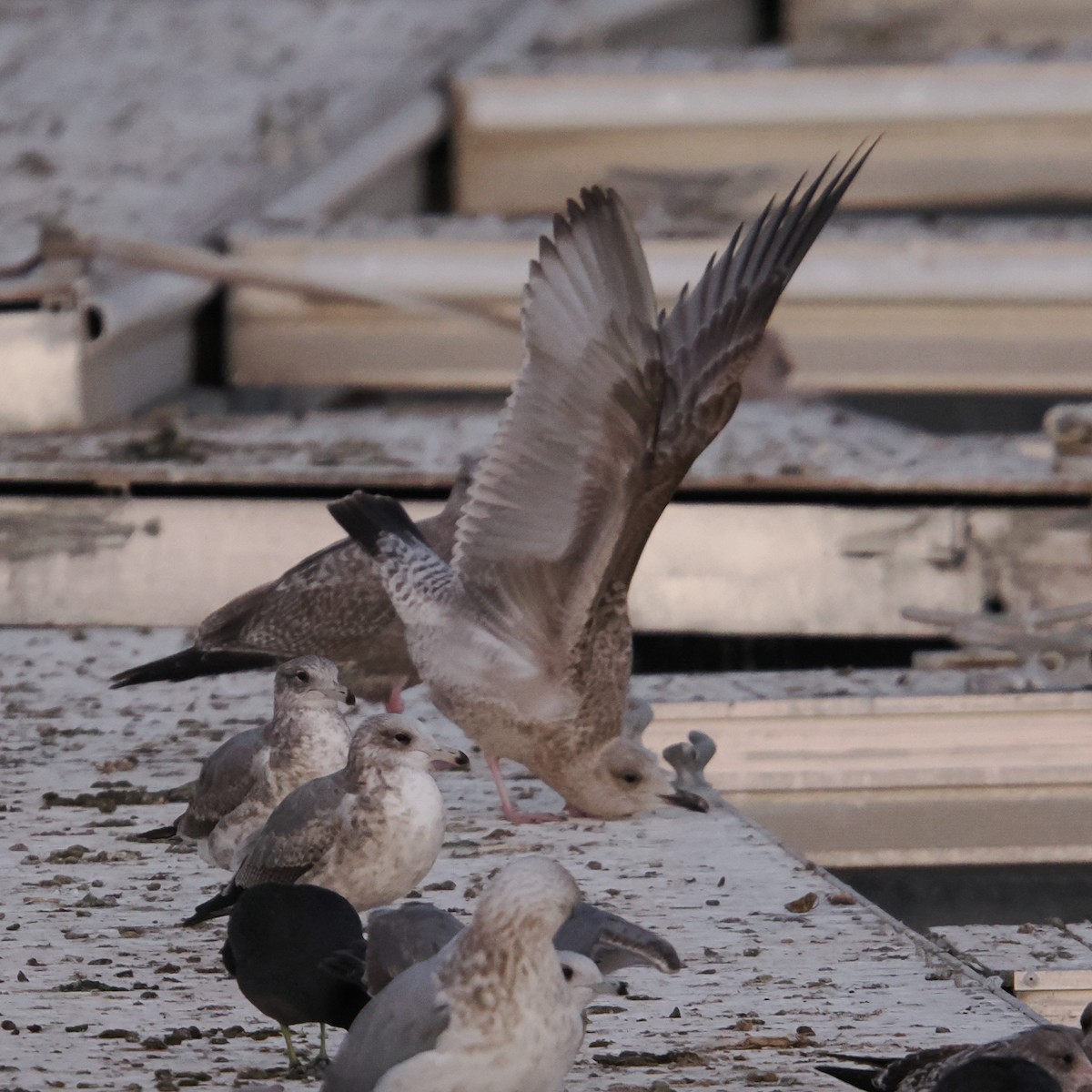Larus sp. - ML646465089
