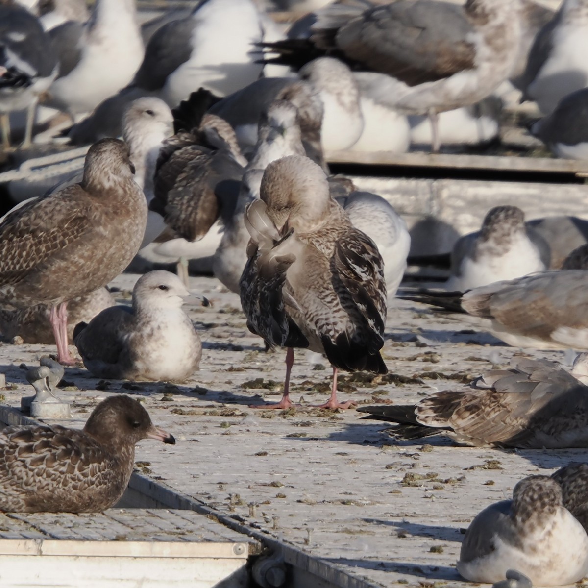 Larus sp. - ML646465090