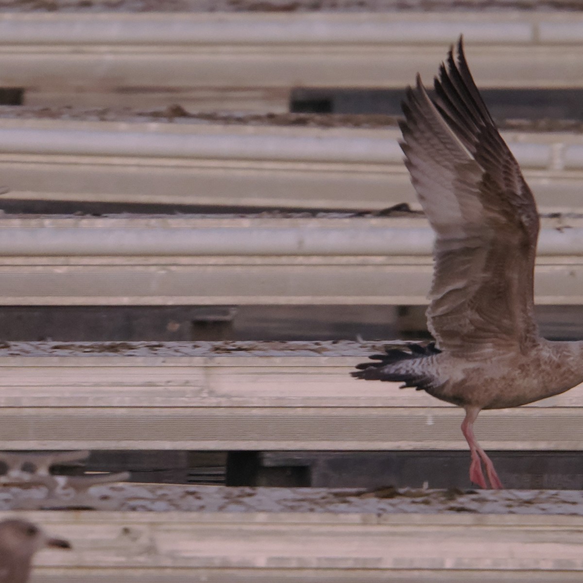 Larus sp. - ML646465091