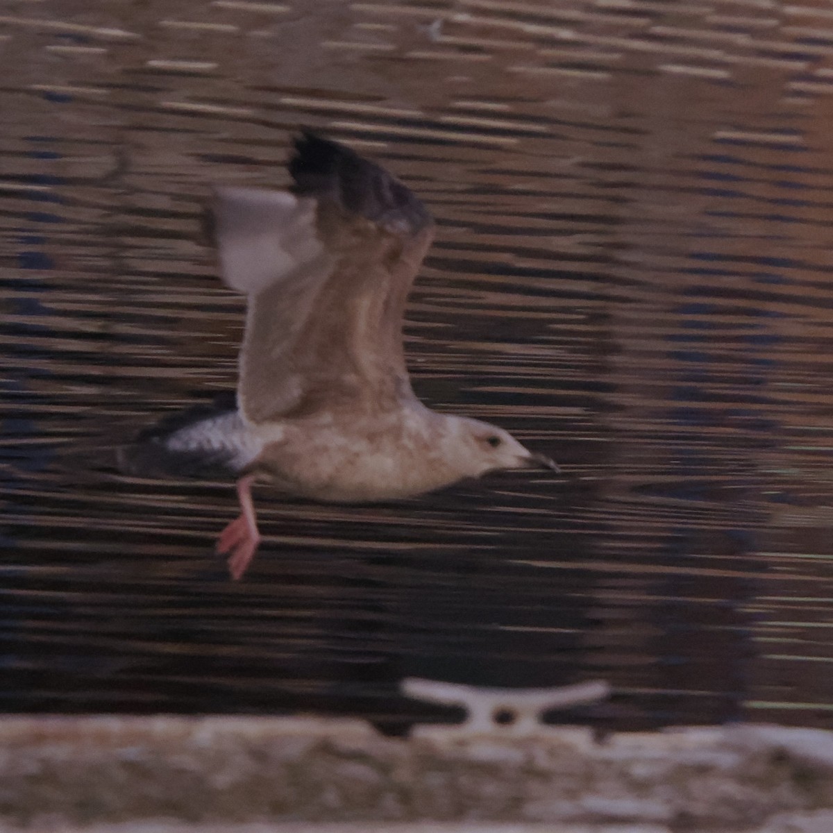 Larus sp. - ML646465092