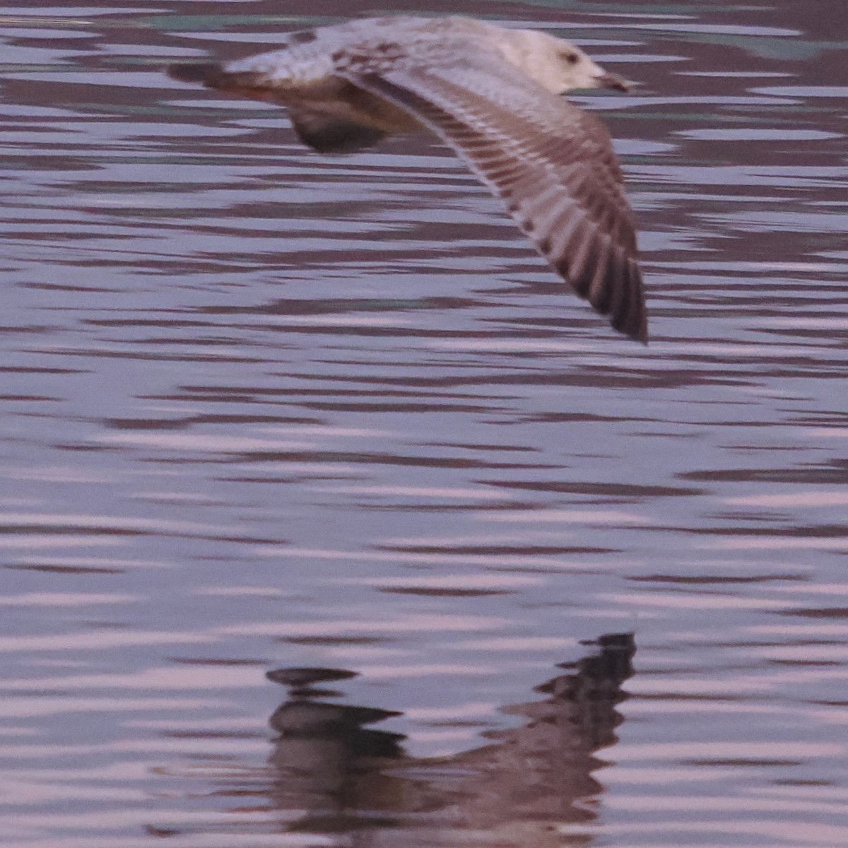 Larus sp. - ML646465093