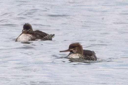 Serreta Mediana - ML646465095