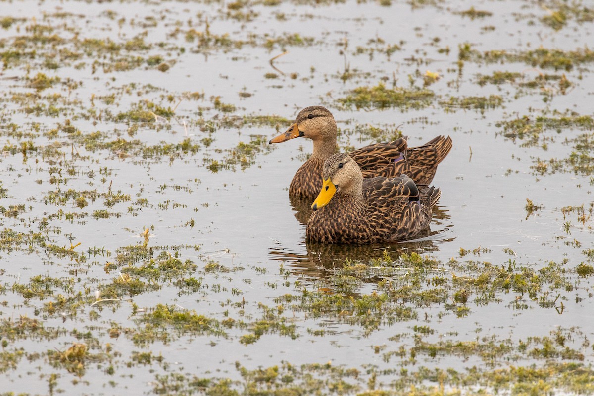 kachna pobřežní - ML646465096