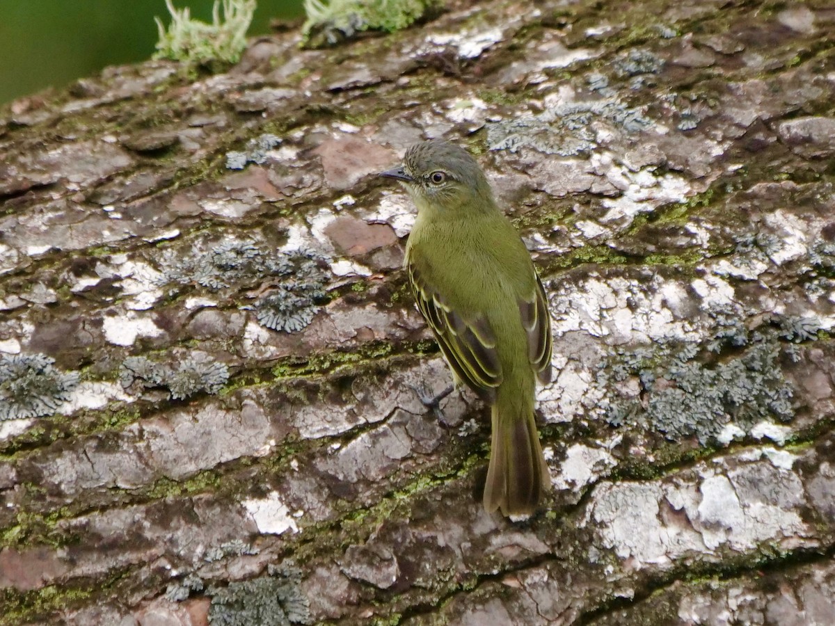 amazontyrannulett - ML646465097